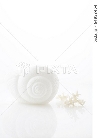 白のグラデーションイメージ貝殻とサンゴのシルエット 64953404