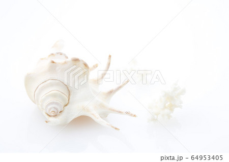 白のグラデーションイメージ貝殻とサンゴのシルエット 64953405