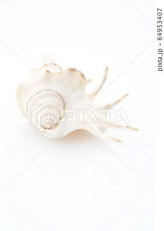 白のグラデーションイメージ貝殻手前スペース 白のグラデーションイメージ貝殻手前スペース 64953407