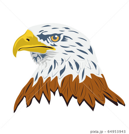 Portrait Of A Bald Eagle Isolated On Whiteのイラスト素材