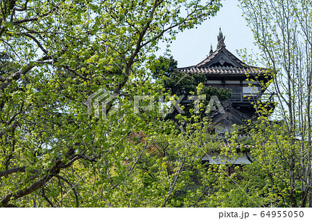 福井県　丸岡城（現存する日本最古の天守閣）2020年5月上旬 64955050