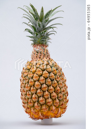 沖縄　パイナップル　パイン　石垣島 64955365