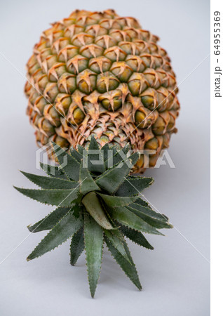 沖縄　パイナップル　パイン　石垣島 64955369
