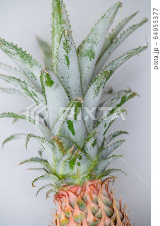 沖縄　パイナップル　パイン　石垣島 64955377