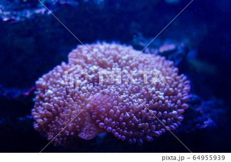 Sea anemone in a dark blue water of aquarium. Tropical marine life background. Sea anemone in a dark blue water of aquarium. Tropical marine life background. 64955939