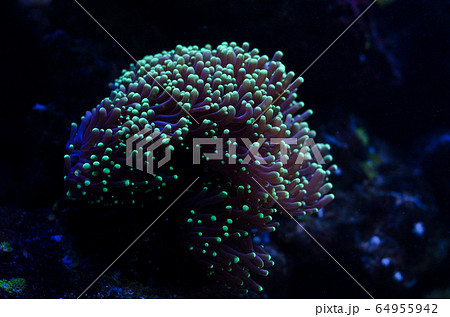 Sea anemone in a dark blue water of aquarium. Tropical marine life background. Sea anemone in a dark blue water of aquarium. Tropical marine life background. 64955942