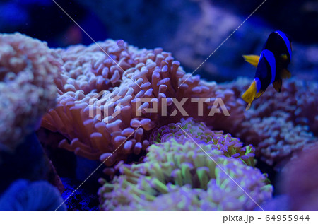 Sea anemone in a dark blue water of aquarium. Tropical marine life background. Sea anemone in a dark blue water of aquarium. Tropical marine life background. 64955944