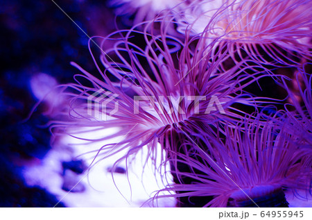 Sea anemone in a dark blue water of aquarium. Tropical marine life background. Sea anemone in a dark blue water of aquarium. Tropical marine life background. 64955945
