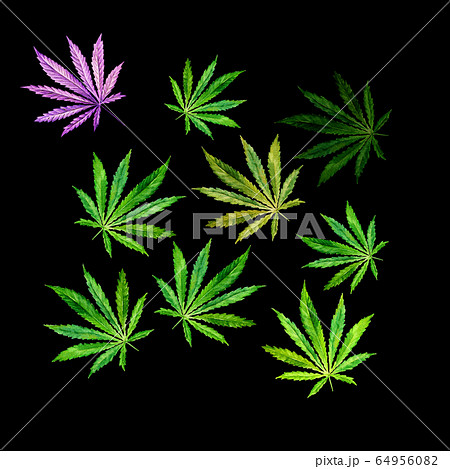 Cannabis Leaves On Black Background Hand Drawn のイラスト素材