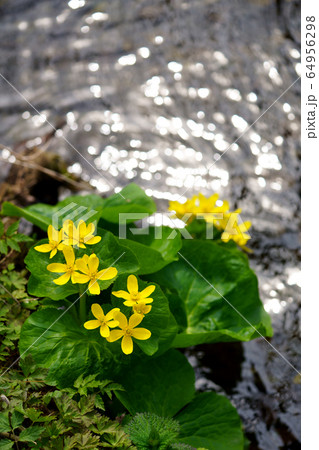 エゾノリュウキンカ エゾノリュウキンカ 64956298
