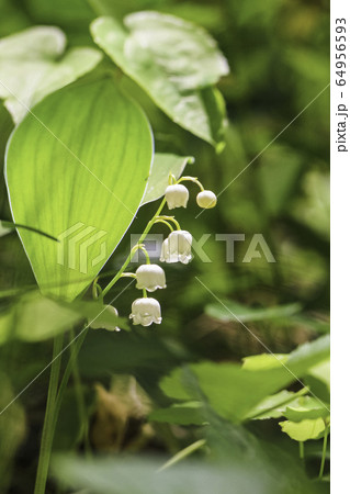 （山梨県）芦川のすずらん群生地・すずらんの花 64956593