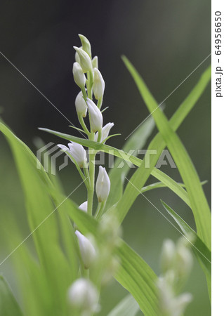 （山梨県）芦川のすずらん群生地で見つけた、ギンランの花 64956650