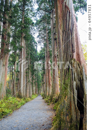 戸隠奥社参道の杉並木（縦）４ 64957831