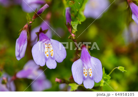 春の野原に咲く草花 ムラサキサギゴケ 4月の写真素材