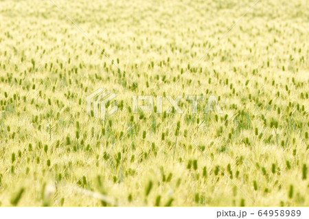 朝の陽光を浴びる麦畑 茨城県 朝の陽光を浴びる麦畑 茨城県 64958989