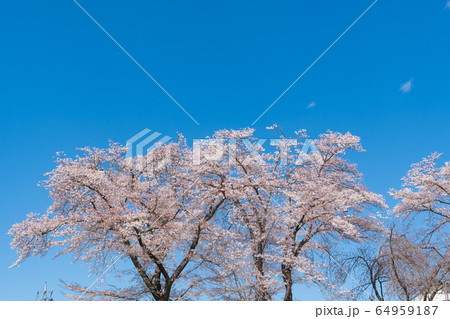 野土山公園(長瀞) 野土山公園(長瀞) 64959187