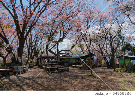 小仏城山山頂の桜(奥高尾) 小仏城山山頂の桜(奥高尾) 64959236