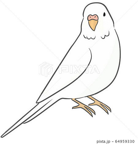 セキセイインコ セキセイインコ 64959330