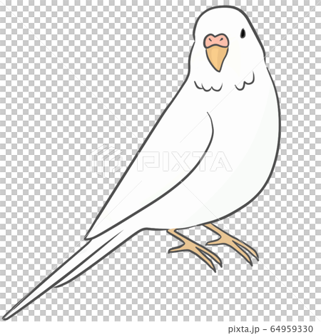 Sekisei長尾小鸚鵡 Sekisei長尾小鸚鵡 64959330