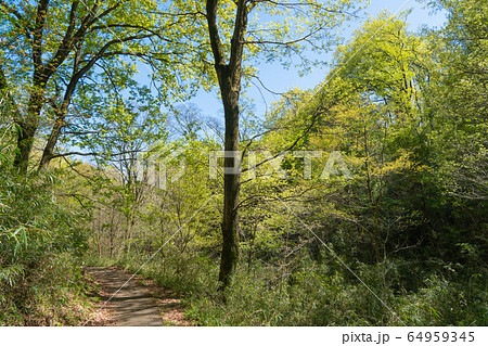 都立平山城址公園（東京都日野市） 64959345