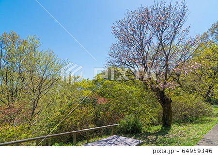 都立平山城址公園(東京都日野市) 都立平山城址公園(東京都日野市) 64959346