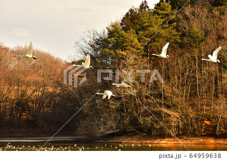 大池白鳥 大池白鳥 64959638