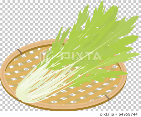 水菜 京菜 かご盛り イラスト 水菜 京菜 かご盛り イラスト 64959744