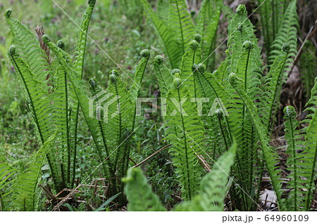 コゴミ コゴミ 64960109