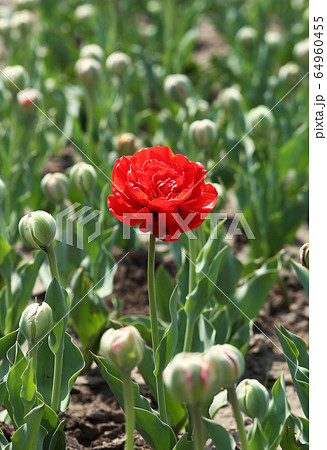 チューリップ ミランダ チューリップ ミランダ 64960455