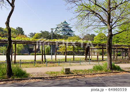名城公園 藤の回廊と名古屋城 名城公園 藤の回廊と名古屋城 64960559