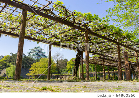 名城公園 藤の回廊と名古屋城 名城公園 藤の回廊と名古屋城 64960560