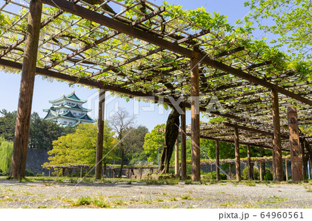 名城公園 藤の回廊と名古屋城 名城公園 藤の回廊と名古屋城 64960561
