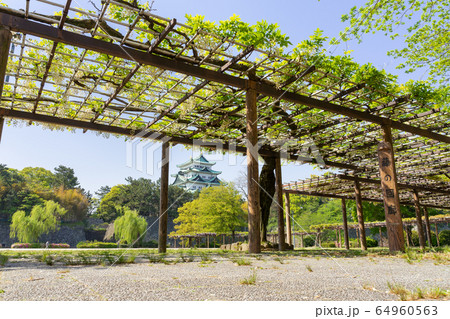 名城公園 藤の回廊と名古屋城 名城公園 藤の回廊と名古屋城 64960563