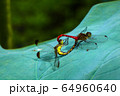 風景 自然 トンボ 64960640