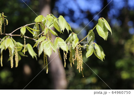 コナラの新芽 コナラの新芽 64960750