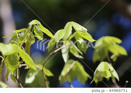 コナラの新芽 コナラの新芽 64960751