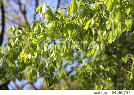 コナラの新芽 コナラの新芽 64960754