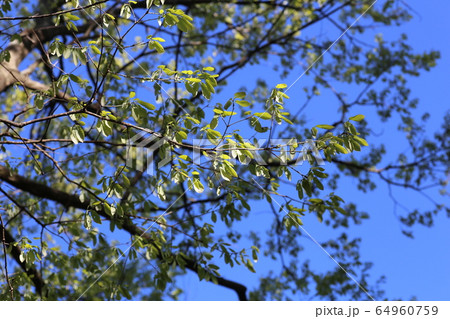 コナラの新芽 コナラの新芽 64960759