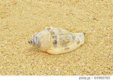 【貝殻】 (深度合成) 【貝殻】 (深度合成) 64960765