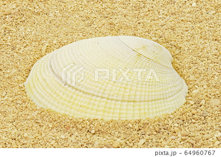 【貝殻】 (深度合成) 64960767