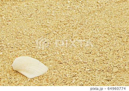 【貝殻】 (深度合成) 【貝殻】 (深度合成) 64960774