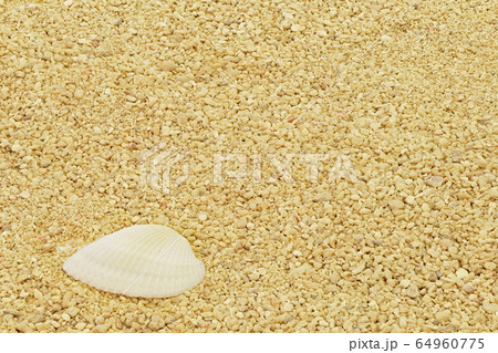 【貝殻】 (深度合成) 64960775