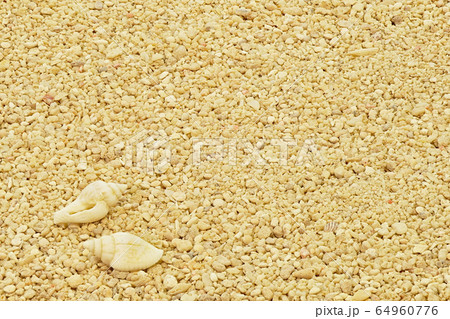 【貝殻】 (深度合成) 【貝殻】 (深度合成) 64960776