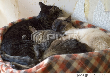 寄り添ってお昼寝するニャンコ(3匹) 寄り添ってお昼寝するニャンコ(3匹) 64960778