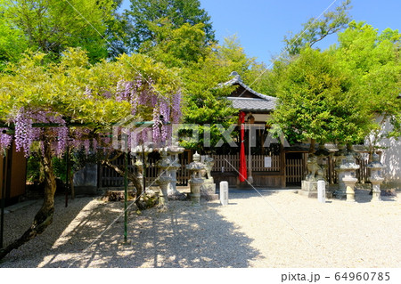 神社と藤の花（奈良県奈良市歌姫町） 64960785