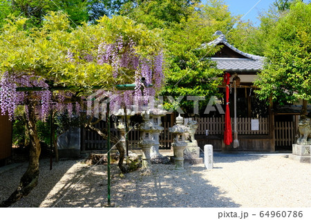 神社と藤の花 奈良県奈良市歌姫町 の写真素材
