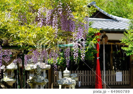 神社と藤の花(奈良県奈良市歌姫町) 神社と藤の花(奈良県奈良市歌姫町) 64960789