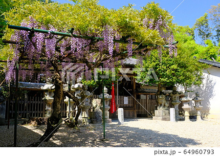 神社と藤の花（奈良県奈良市歌姫町） 64960793