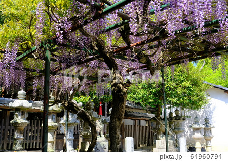 神社と藤の花（奈良県奈良市歌姫町） 64960794