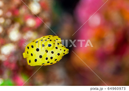 ミナミハコフグの幼魚 ミナミハコフグの幼魚 64960973